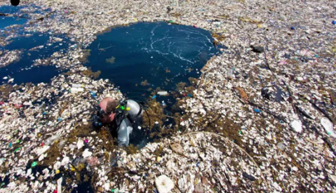 海洋上的垃圾害死了多少生物