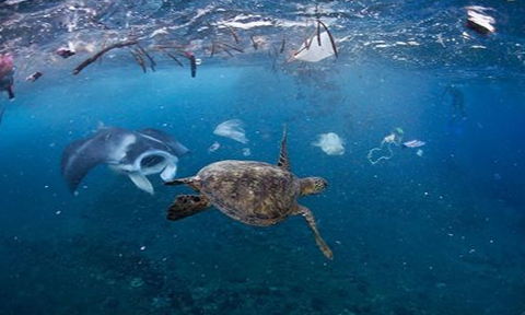 海洋上的垃圾害死了多少生物