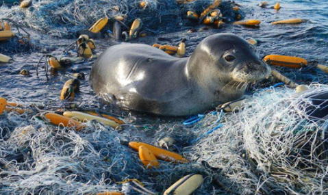 海洋上的垃圾害死了多少生物