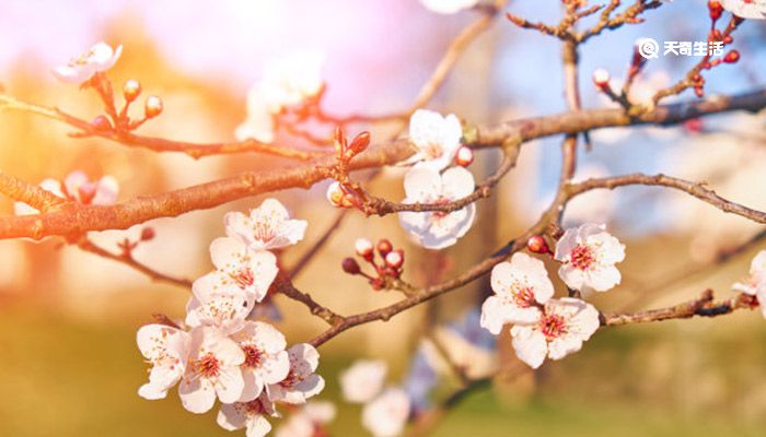 大同市春季赏花去哪里 大同市春季赏花圣地