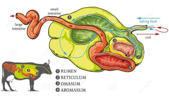 牛有几个胃 牛的胃分别叫什么