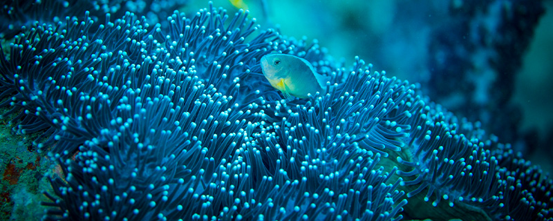 海洋馆有哪些海洋生物