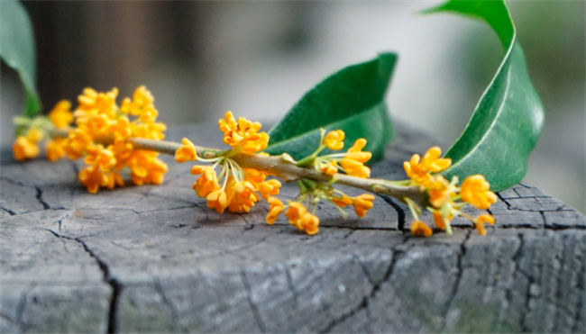 桂花有哪些功效 桂花禁忌是什么