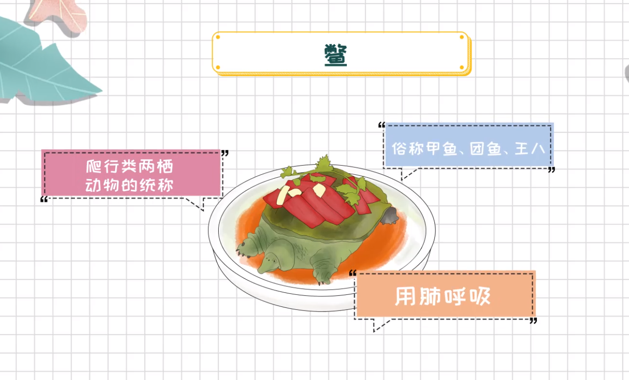 鳖和乌龟的区别