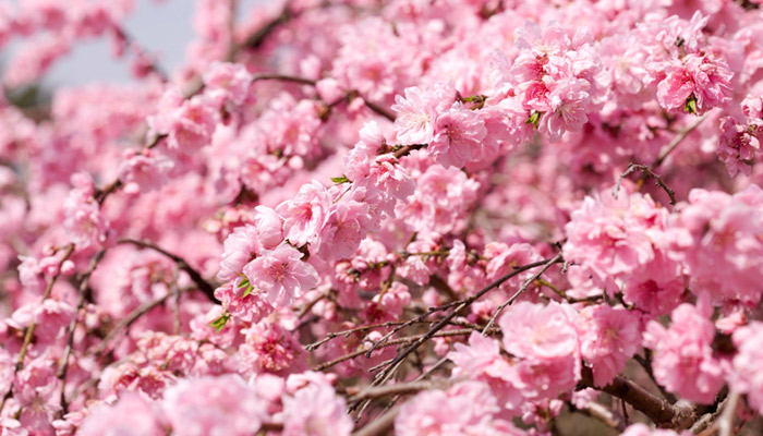 鞍山市春季赏花去哪里 鞍山春季踏青赏花的地方