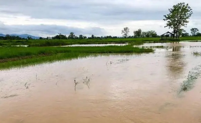 五常大米产地遭洪水 农户：全完了