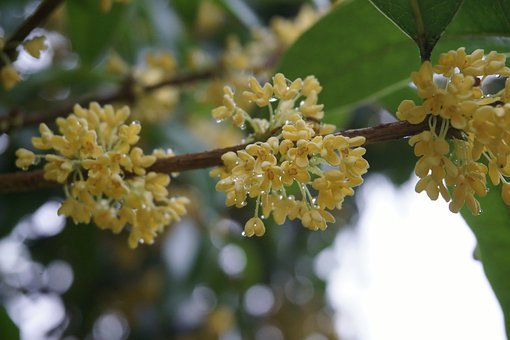 干桂花做桂花蜜要洗吗