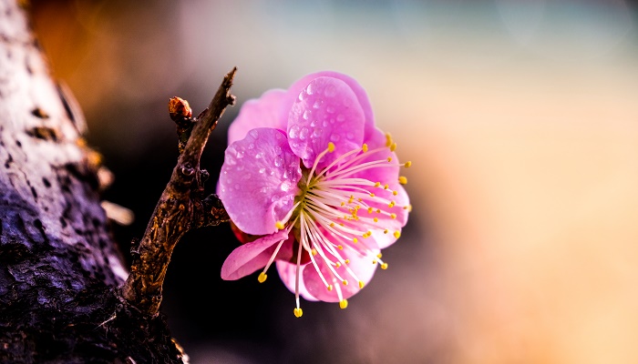 梅花是什么季节开