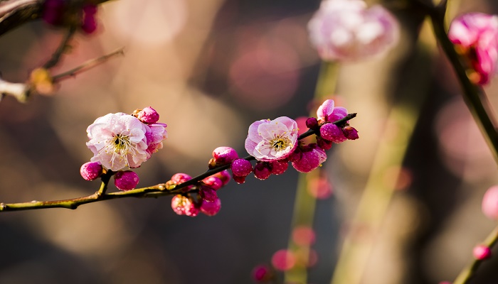 梅花是什么季节开