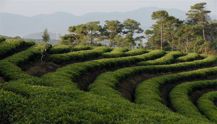 熟普洱属于什么茶类