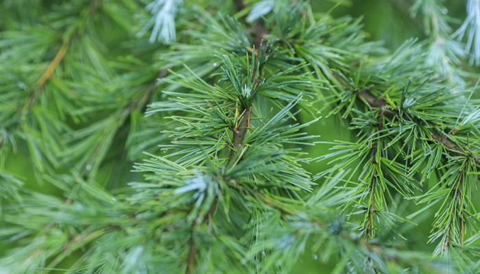 古柯树叶中提取的一种生物碱叫什名字