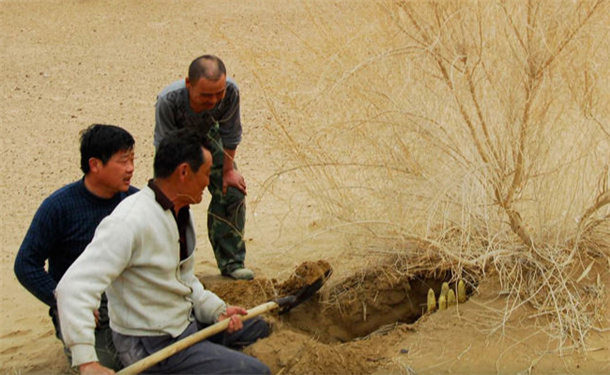 ​沙尘天气频现真的是退林还耕惹的祸吗？