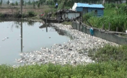 鱼塘下雨后为什么大量死亡