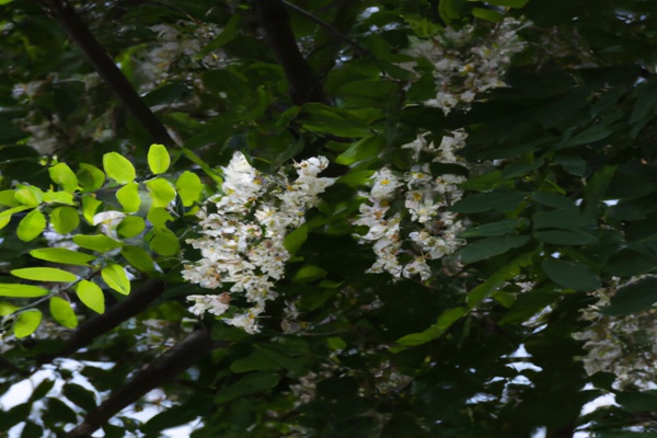 花枝木是什么