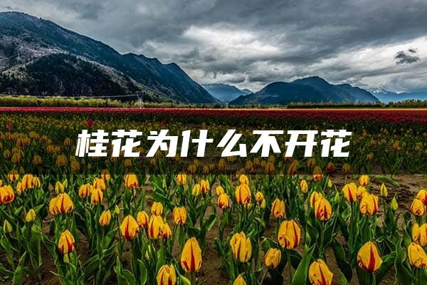 桂花为什么不开花