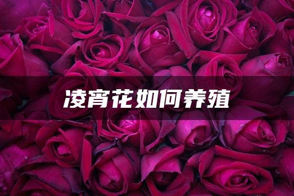 凌宵花如何养殖