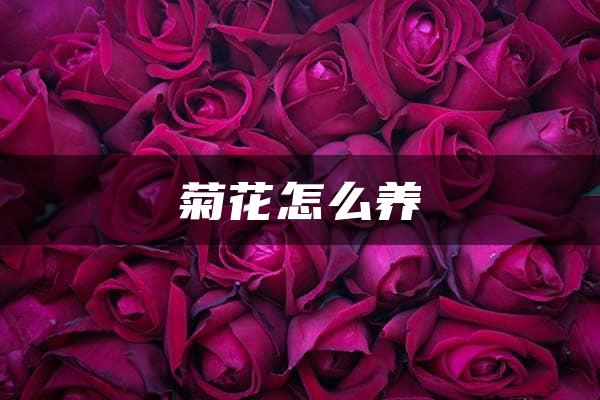 菊花怎么养