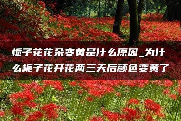 栀子花花朵变黄是什么原因_为什么栀子花开花两三天后颜色变黄了