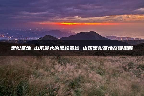 黑松基地_山东最大的黑松基地_山东黑松基地在哪里呢