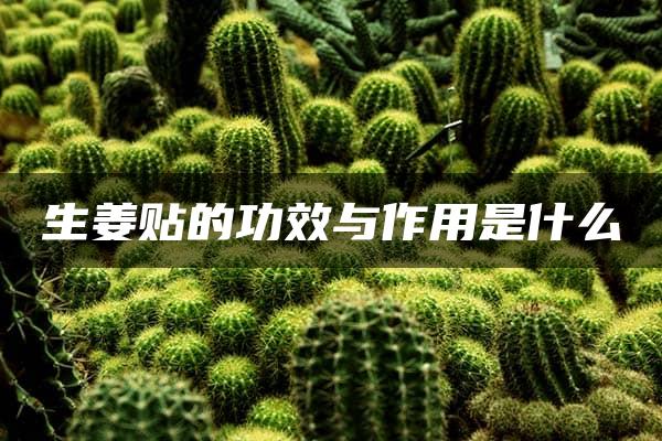 生姜贴的功效与作用是什么