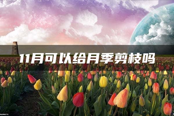 11月可以给月季剪枝吗