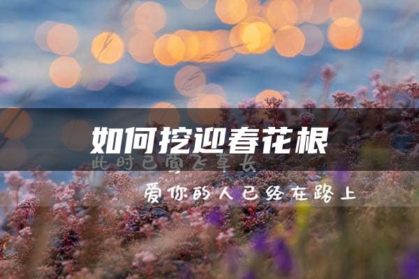 如何挖迎春花根