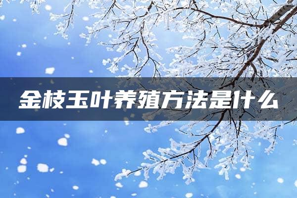 金枝玉叶养殖方法是什么