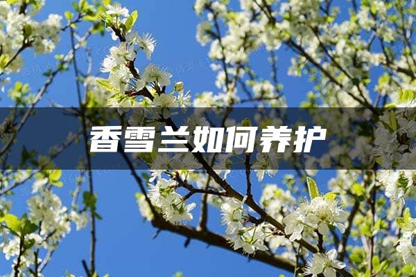 香雪兰如何养护