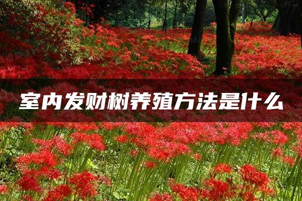 室内发财树养殖方法是什么