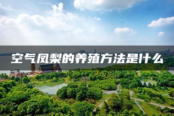 空气凤梨的养殖方法是什么