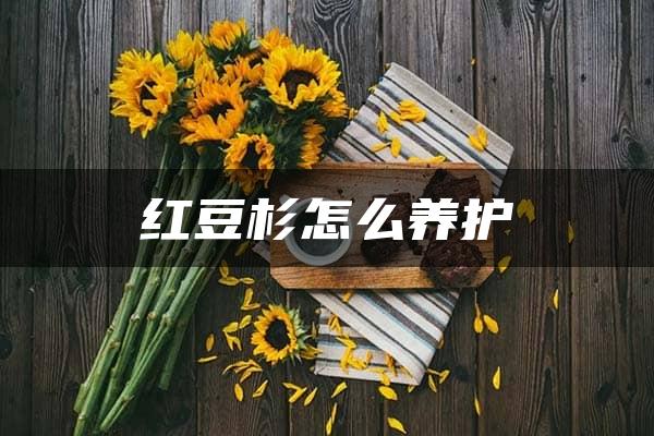 红豆杉怎么养护