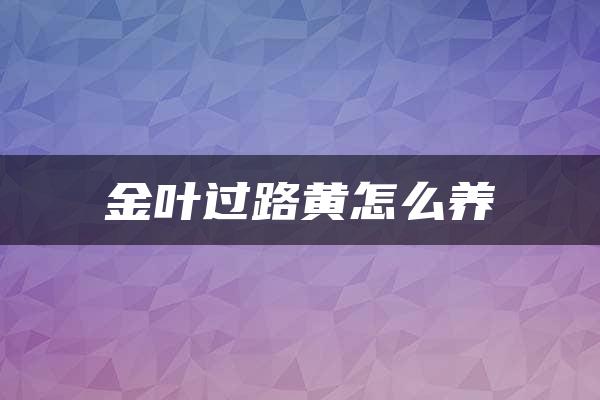 金叶过路黄怎么养