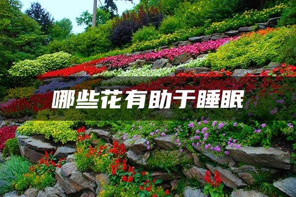 哪些花有助于睡眠