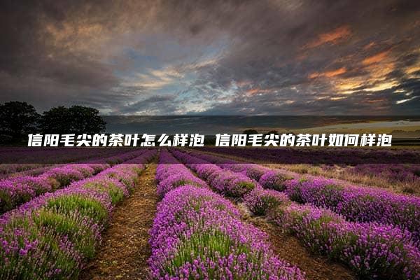 信阳毛尖的茶叶怎么样泡 信阳毛尖的茶叶如何样泡