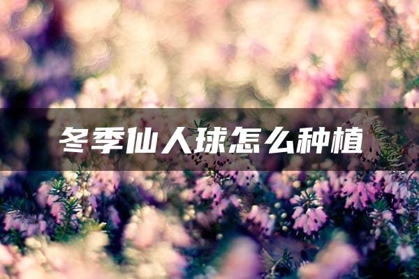 冬季仙人球怎么种植