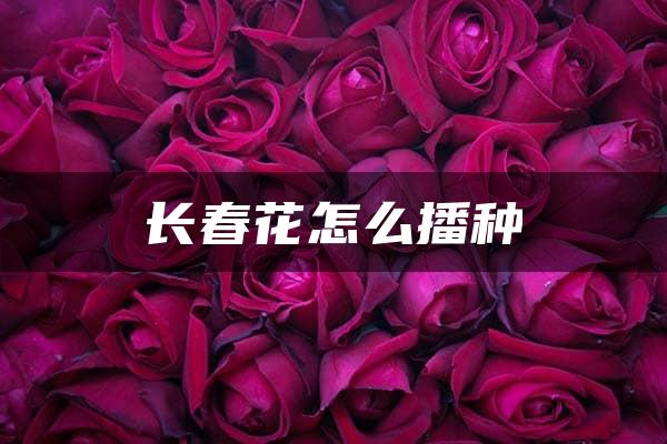 长春花怎么播种