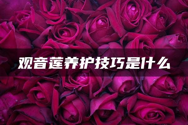 观音莲养护技巧是什么