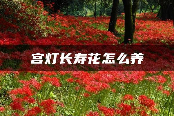 宫灯长寿花怎么养