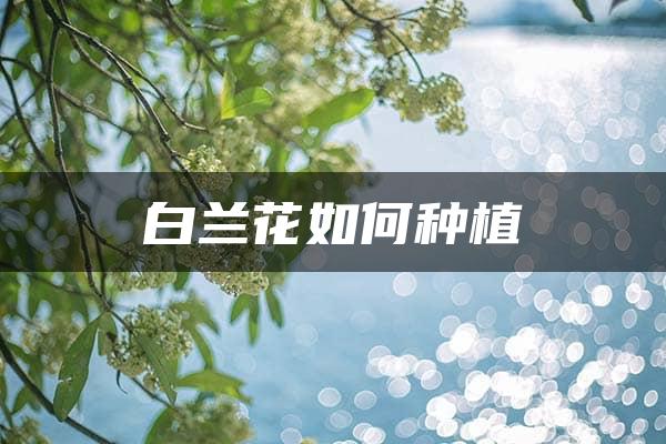 白兰花如何种植