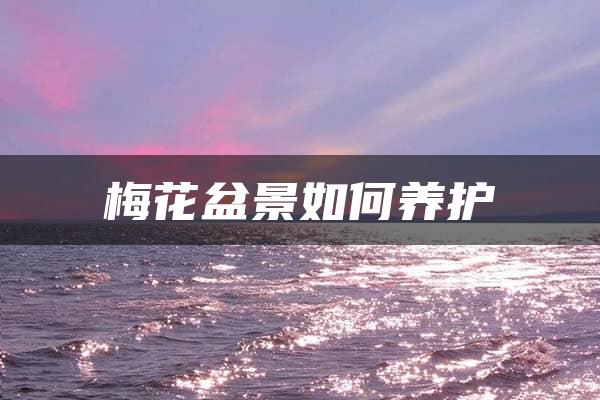 梅花盆景如何养护