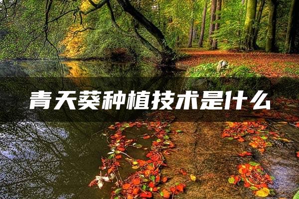 青天葵种植技术是什么