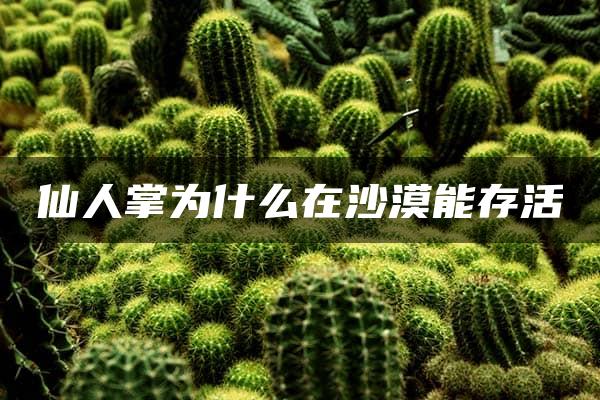 仙人掌为什么在沙漠能存活