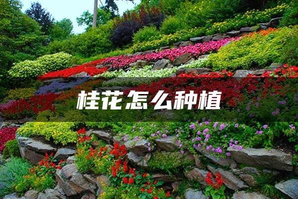 桂花怎么种植