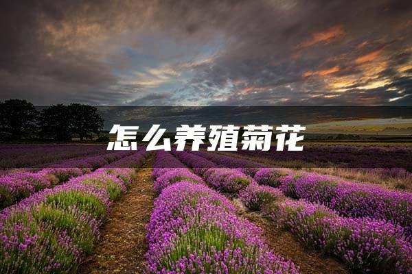 怎么养殖菊花