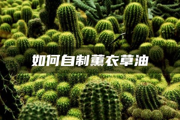 如何自制薰衣草油