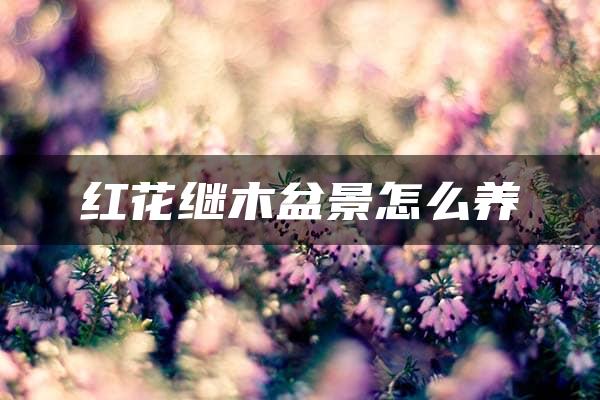 红花继木盆景怎么养