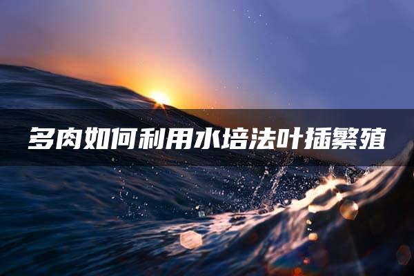 多肉如何利用水培法叶插繁殖