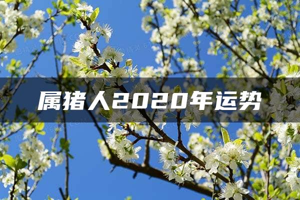 属猪人2020年运势