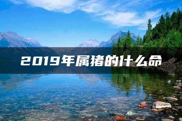 2019年属猪的什么命