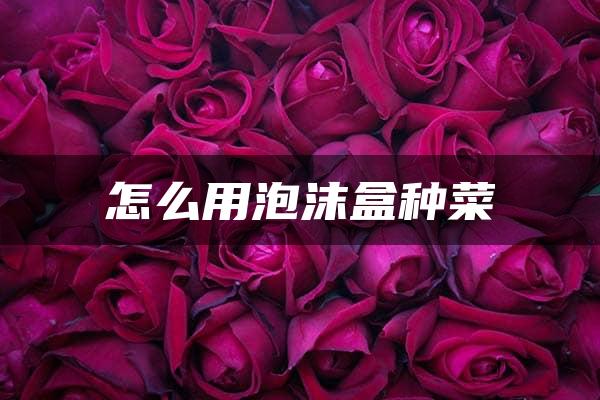 怎么用泡沫盒种菜